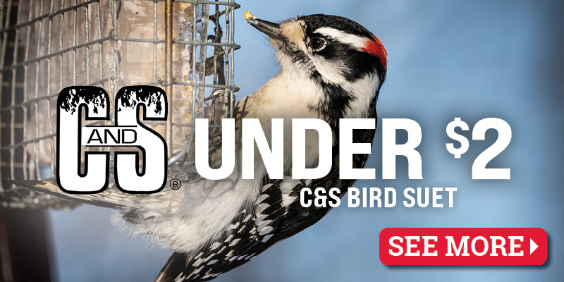 C&S® Bird Suet for Under $2